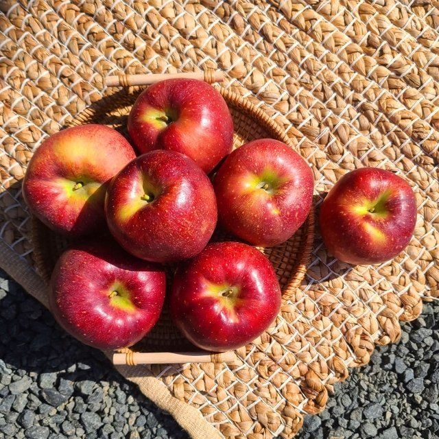 안동 감홍사과 특품 2kg 중대과(개당200-250g)
