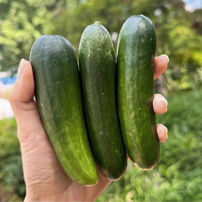 [2kg 10,190원]당일 수확한 못난이 미니오이 2kg(스낵 오이 산지 직송)