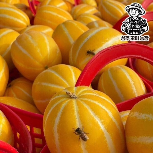 UnKnown {백화점 상품} 성주 가정용 <b>참외</b> 한입꼬마 <b>10kg</b> 성주산지직송 꿀처럼 달콤한 꿀<b>참외</b> 지금 특가판매중 477752