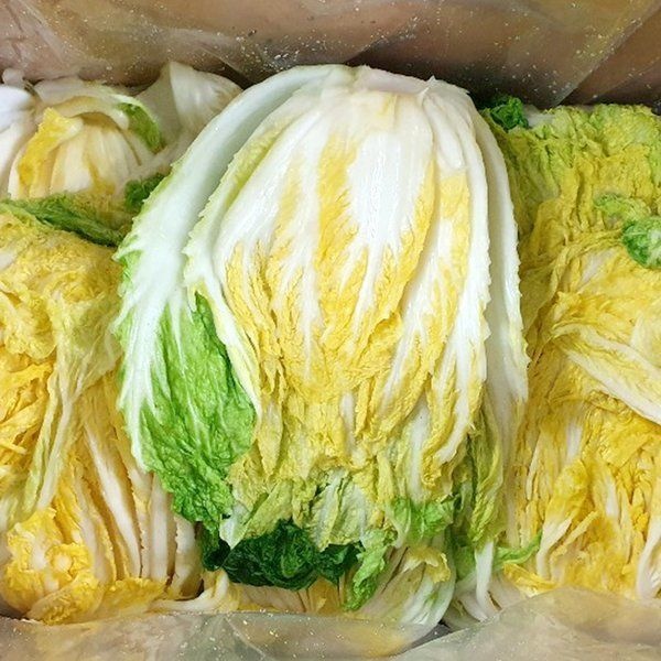 (인정식탁)강원도 고랭지 절임배추 20kg(4~9포기내외)