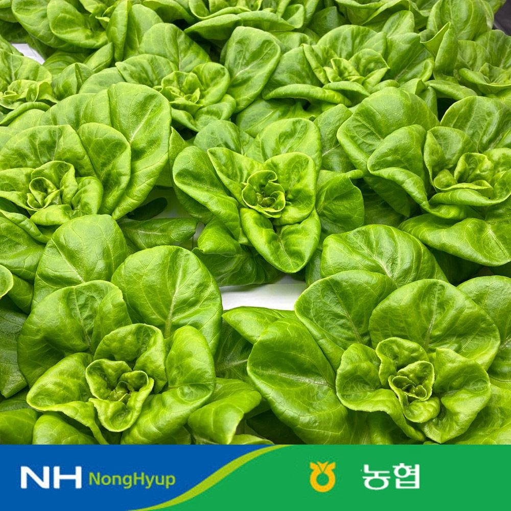 [농할 국내산] 농협 샐러드용 채소 믹스 1kg 쌈채소 샐러드 3~4종 내외 스마트팜 수경재배