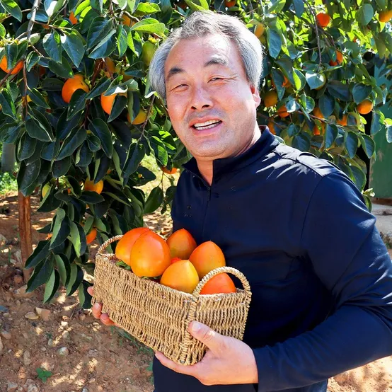[딜크릿] 26년 갓 수확한 햇 영암 대봉감 곶감용 홍시용 5kg /10kg