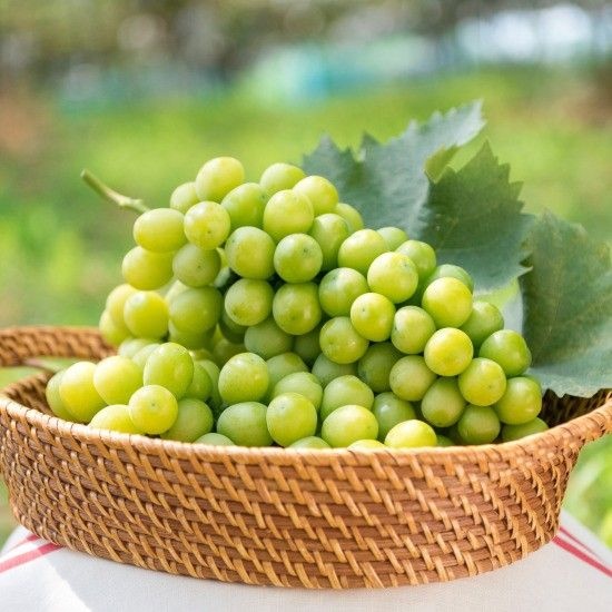 (주)건강을주는친구들 [햇살가득] 경북 가정용 <b>샤인</b><b>머스켓</b> 2kg <b>4kg</b>