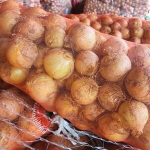 양파 5kg 대 150g 내외