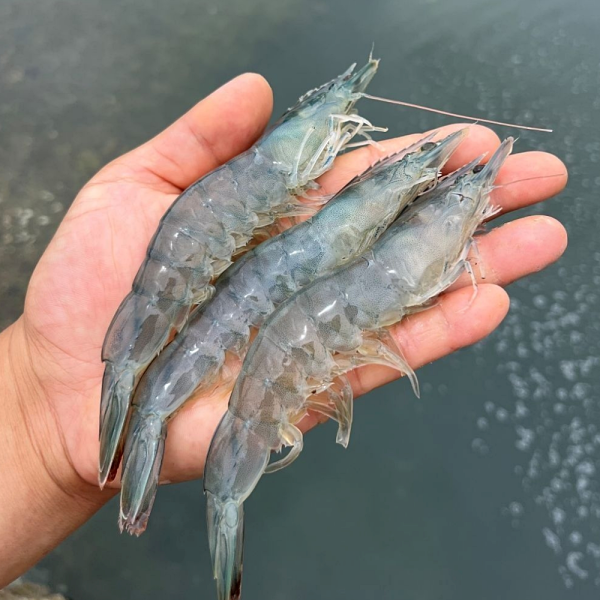국내산 활 대하 흰다리새우 1kg 15,910원