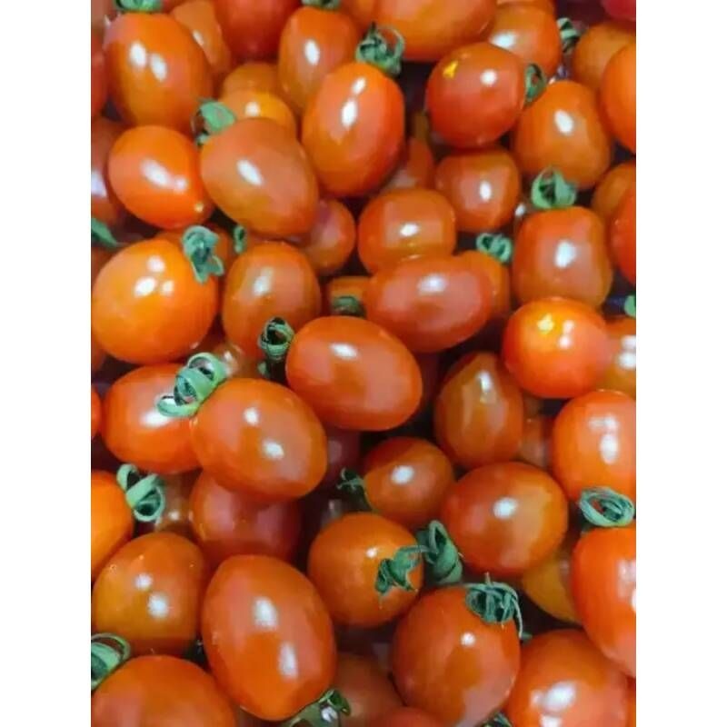 대추방울토마토 2kg 로얄과 소과 (동일옵션 2개 구매시 5kg 발송)