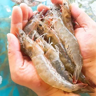 [딜크릿][1kg 16,040원][산지 직송]갓 잡은 국내산 활새우 1kg (28~33미 내외)