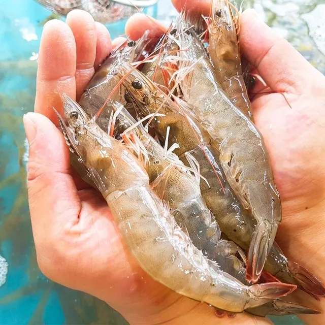 [딜크릿][1kg 16,040원][산지 직송]갓 잡은 국내산 활새우 1kg (28~33미 내외)