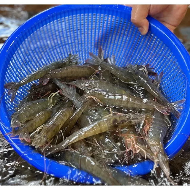 신안 흰다리새우 제철 활새우 산지직송 1kg 생새우회