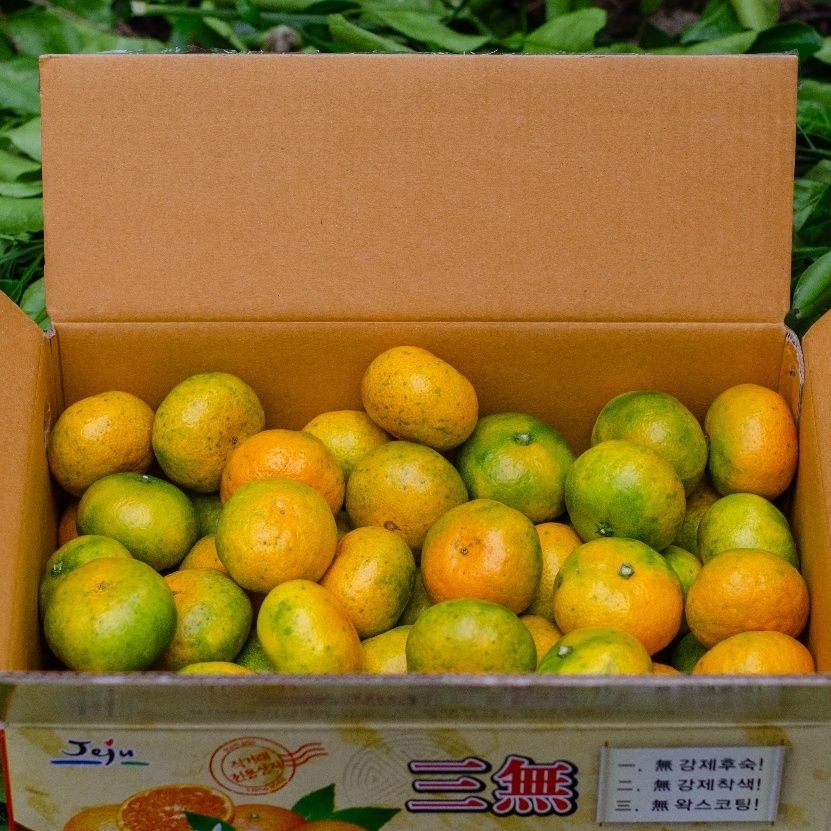 [딜크릿]제주직송 서귀포 극조생 노지귤3kg/5kg (S,M,L혼합) 박스포함무게