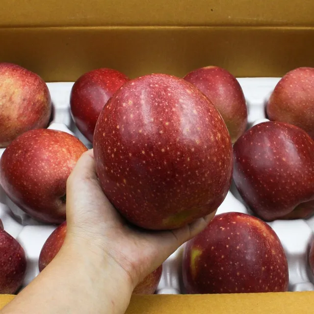 [산지급송] 경북사과 고당도 감홍 사과 2kg/3kg/5kg (실중량 1.8kg/2.5kg/4.5kg)