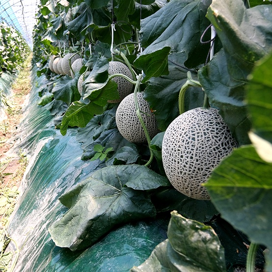 ë¬´ë†ì•½ ë¨¸ìŠ¤í¬ë©