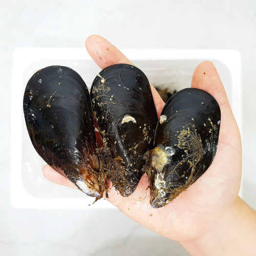 국내산 자연산 홍합 특대 담치 섭 2kg : 롯데ON