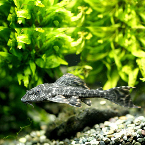 아쿠아펫 비파 4마리//열대어 구피 치어 새우 청소부 이끼제거 관상어 수초 사료외 다양한 용품