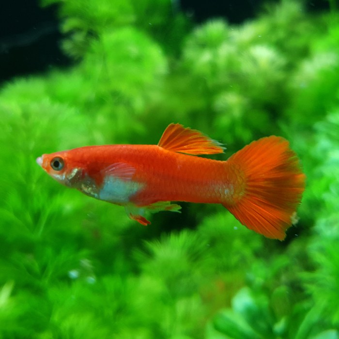 [아쿠아펫]풀레드 구피 수컷 4마리//열대어 구피 치어 새우 청소부 관상어 수초 사료외 다양한 용품