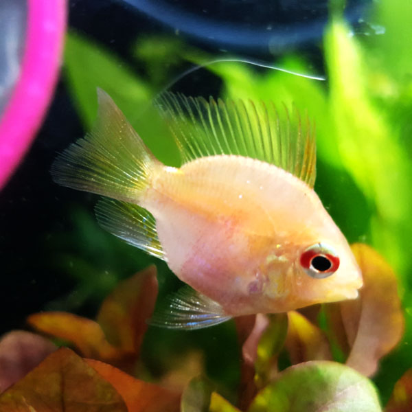 아쿠아펫 골든볼 라미네즈 2마리//열대어 구피 치어 새우 청소부 관상어 수초 사료외 다양한 용품