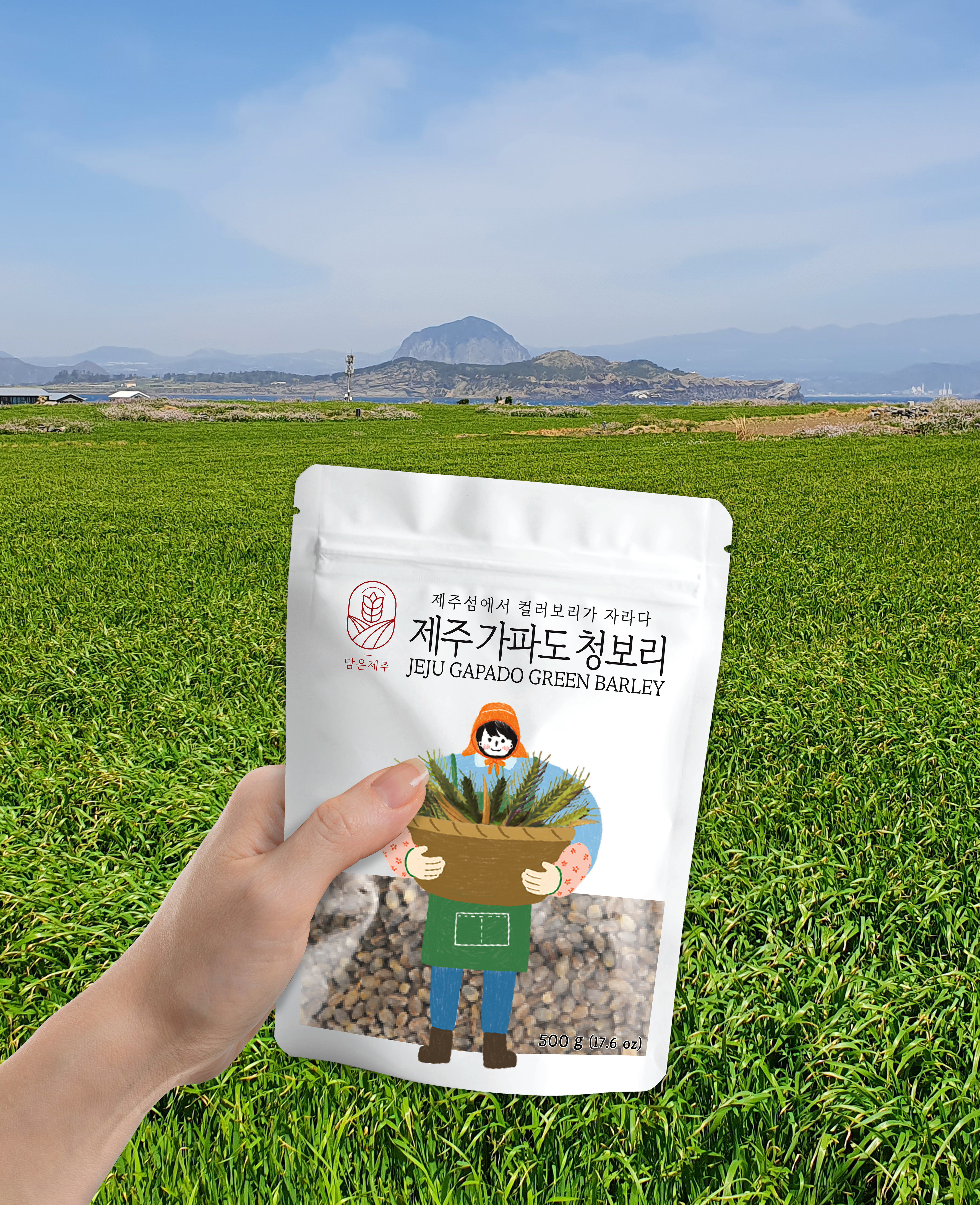 담은제주 가파도 청보리