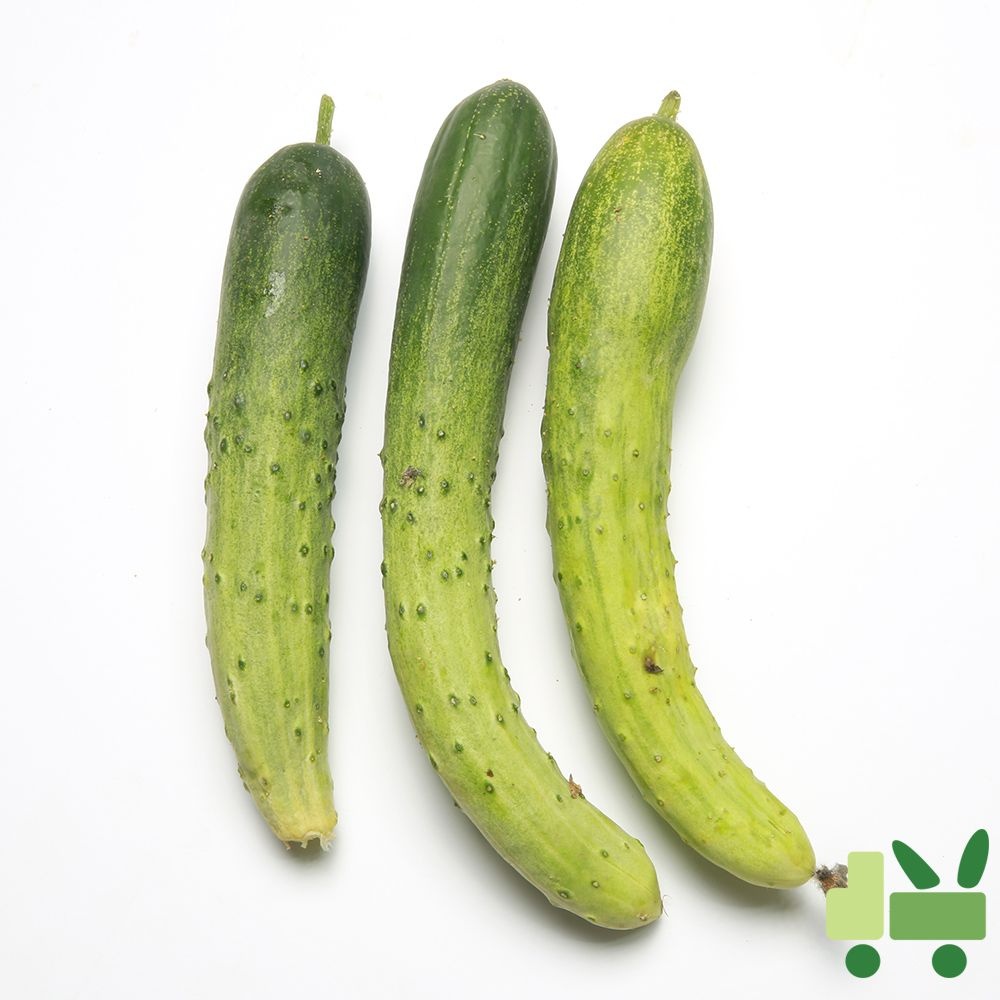 백다다기 오이 (백오이) 10Kg (보통)