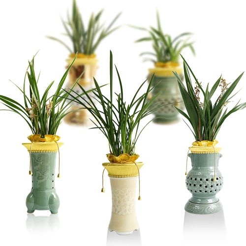 젠틀맨플라워 동양란 승진 취임 개업 축하화분 선물 철골소심 산천보세 대국 황룡금 축하난