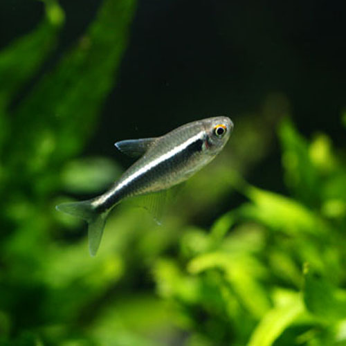 [아쿠아펫]블랙네온테트라 20마리