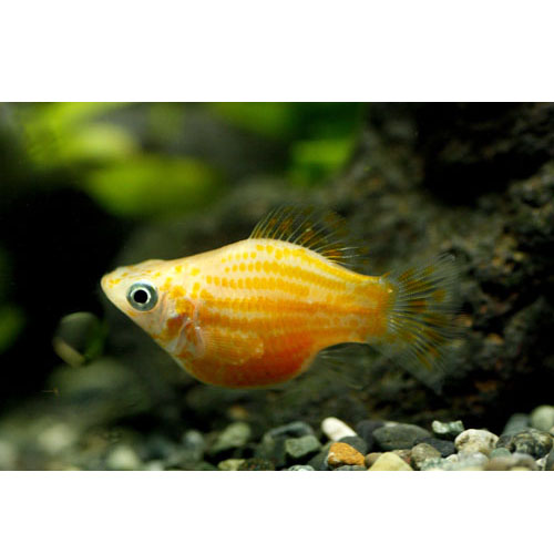 [수입]아쿠아펫 풍선몰리 암컷 4마리//열대어 구피 치어 새우 청소부 관상어 수초 사료외 다양한 용품